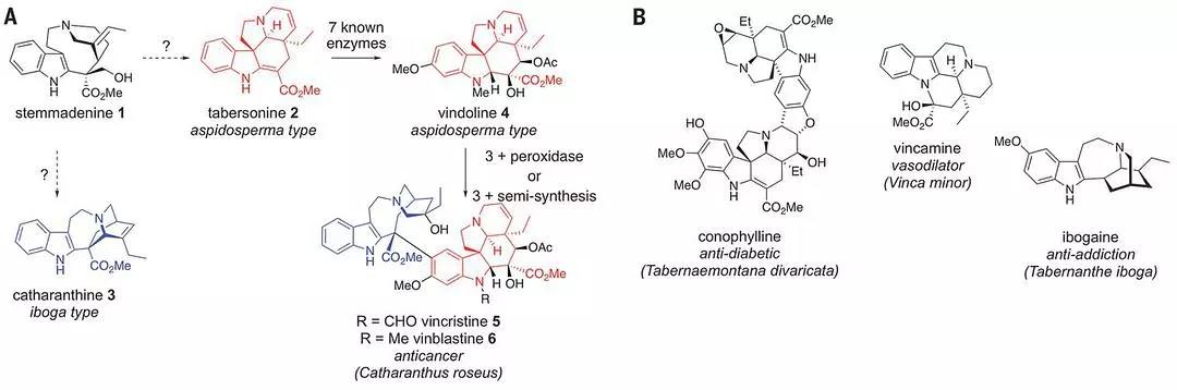 长春新碱的发现对患者是一种怎样的机遇？