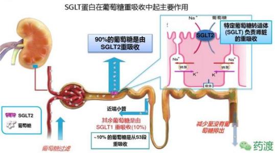 实验深入了解达格列净的心脏保护作用