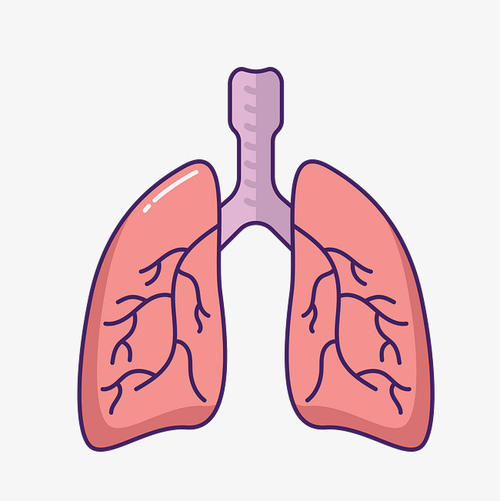 关于利奥西呱治疗肺动脉高压的实验研究