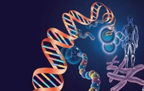 基因检测新进展：叶酸利用能力基因检测